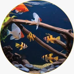 AQUATIC LIFE